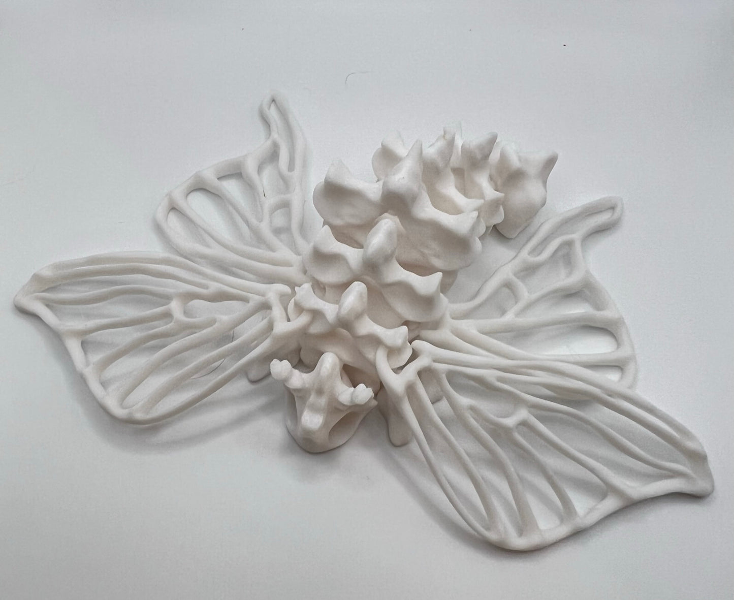 Bone Moth