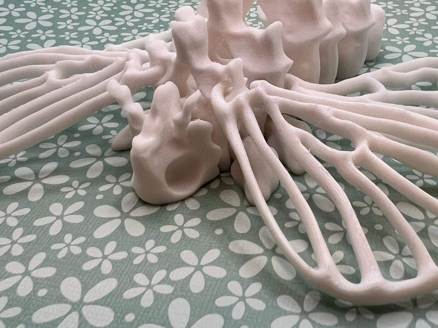 Bone Moth