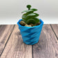 Succulent Planter (Various)