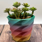 Succulent Planter (Various)
