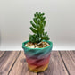 Succulent Planter (Various)