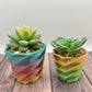 Succulent Planter (Various)