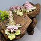 Orchid Dragon (Tall) - Medium