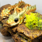 Horned Dragon with Scales - Large