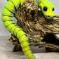 Snake - Young Ball Python