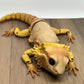 Bearded Dragon - Medium