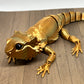 Bearded Dragon - Medium