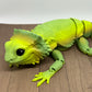 Bearded Dragon - Medium