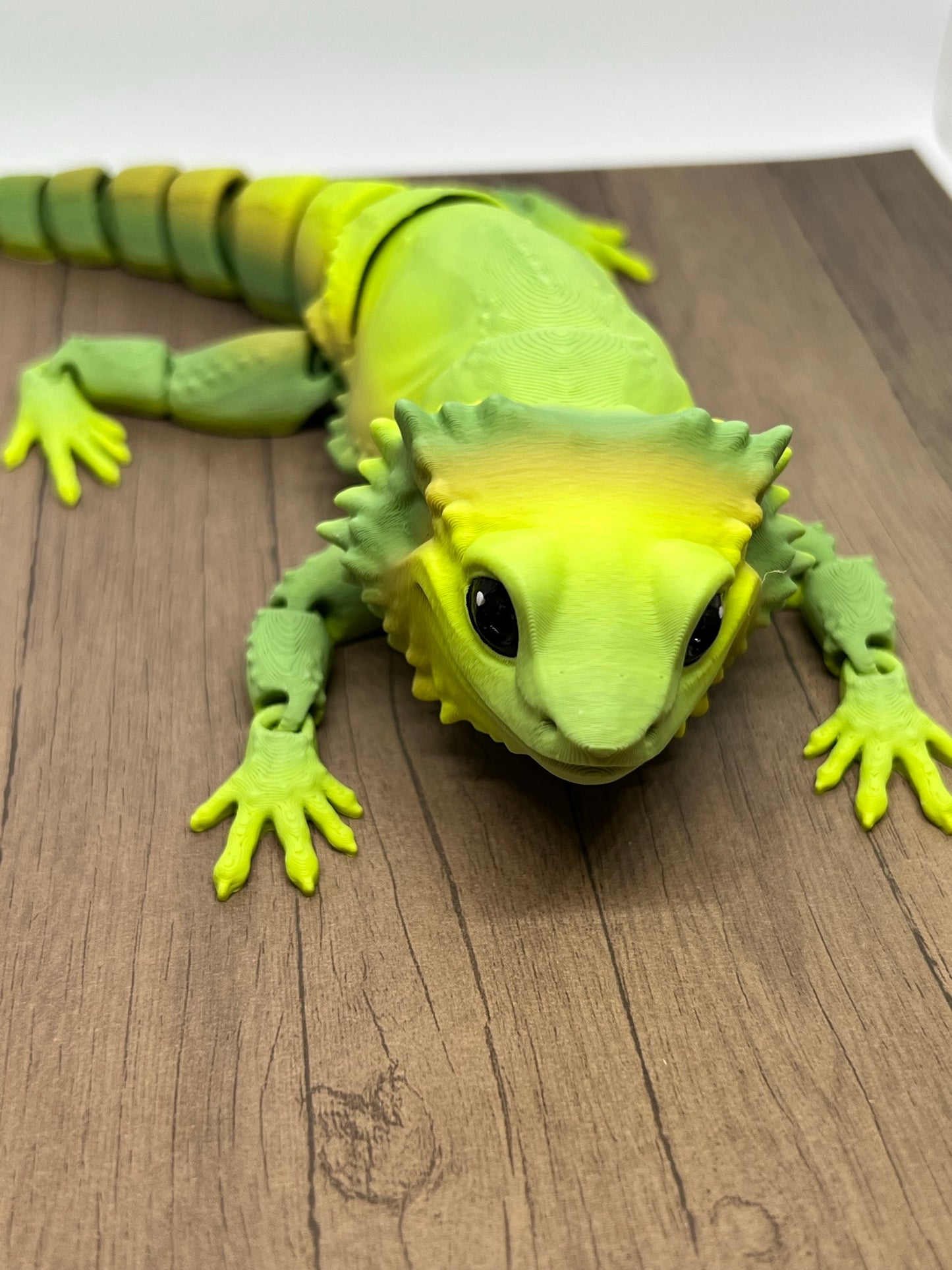 Bearded Dragon - Medium
