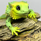 Bearded Dragon - Medium