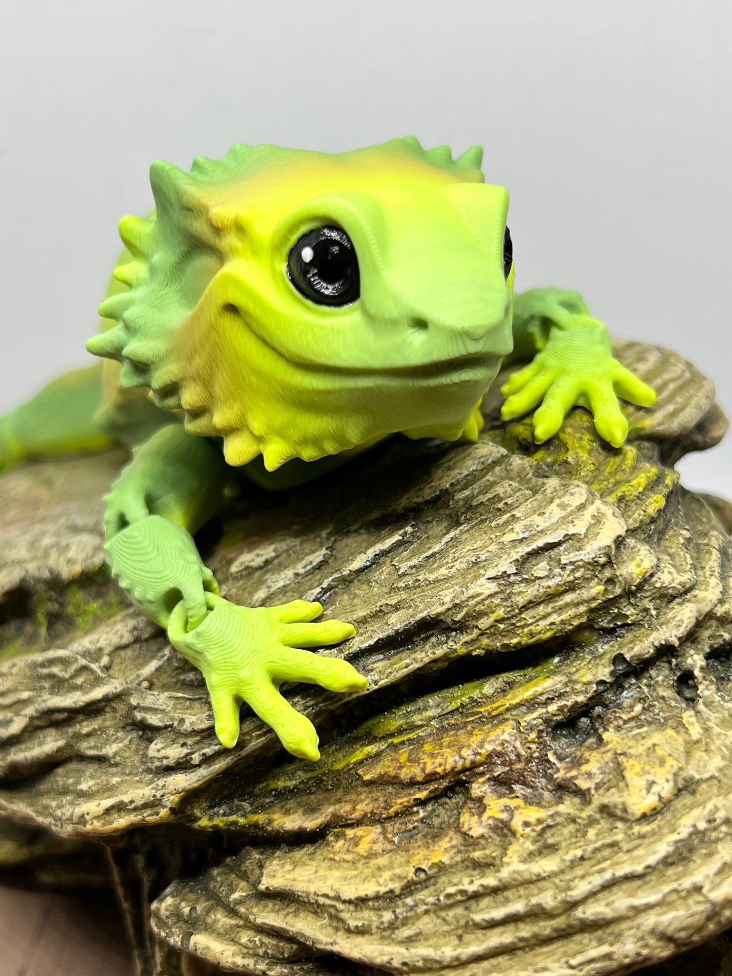 Bearded Dragon - Medium