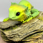 Bearded Dragon - Medium
