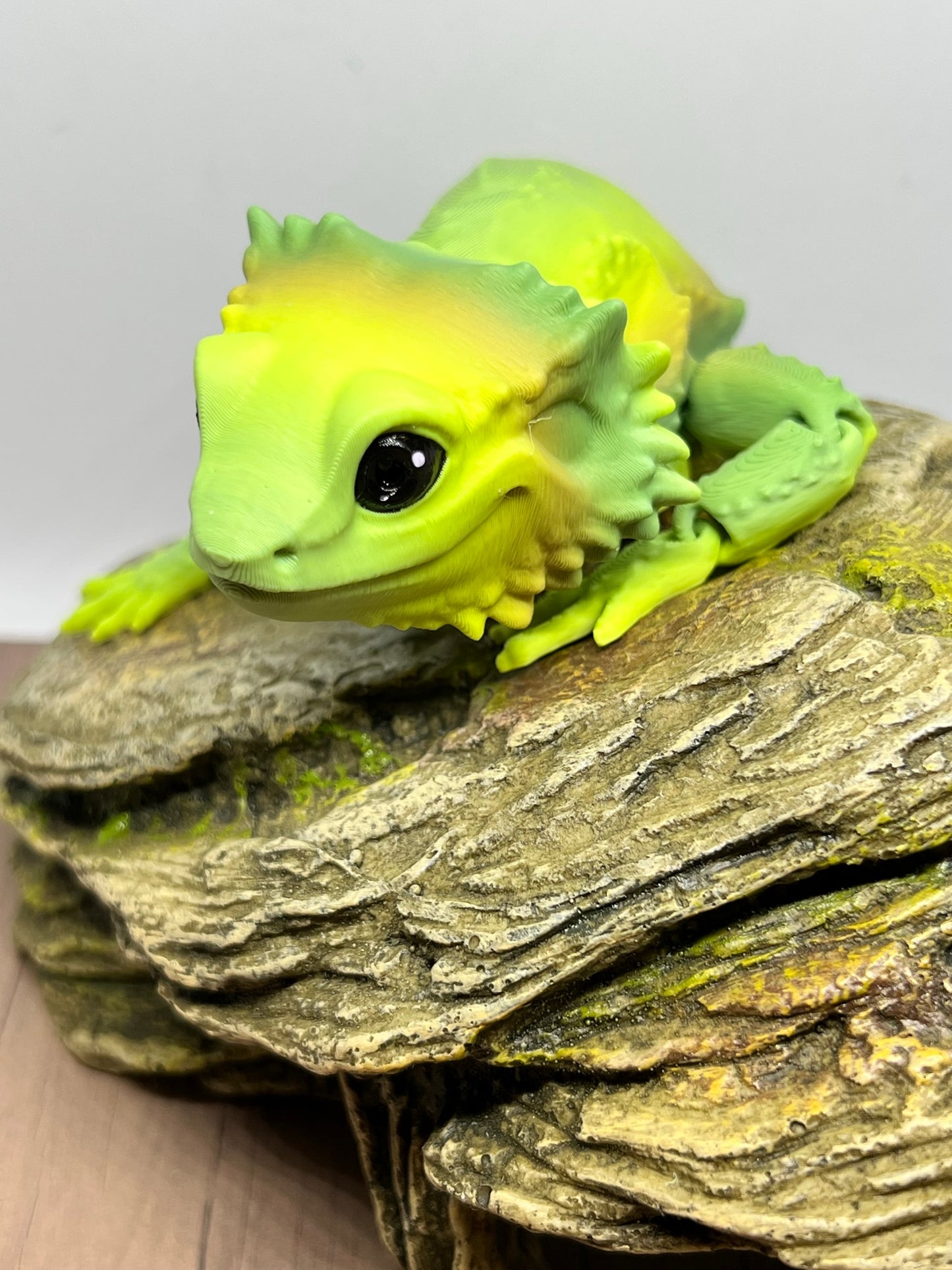 Bearded Dragon - Medium