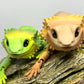 Bearded Dragon - Medium