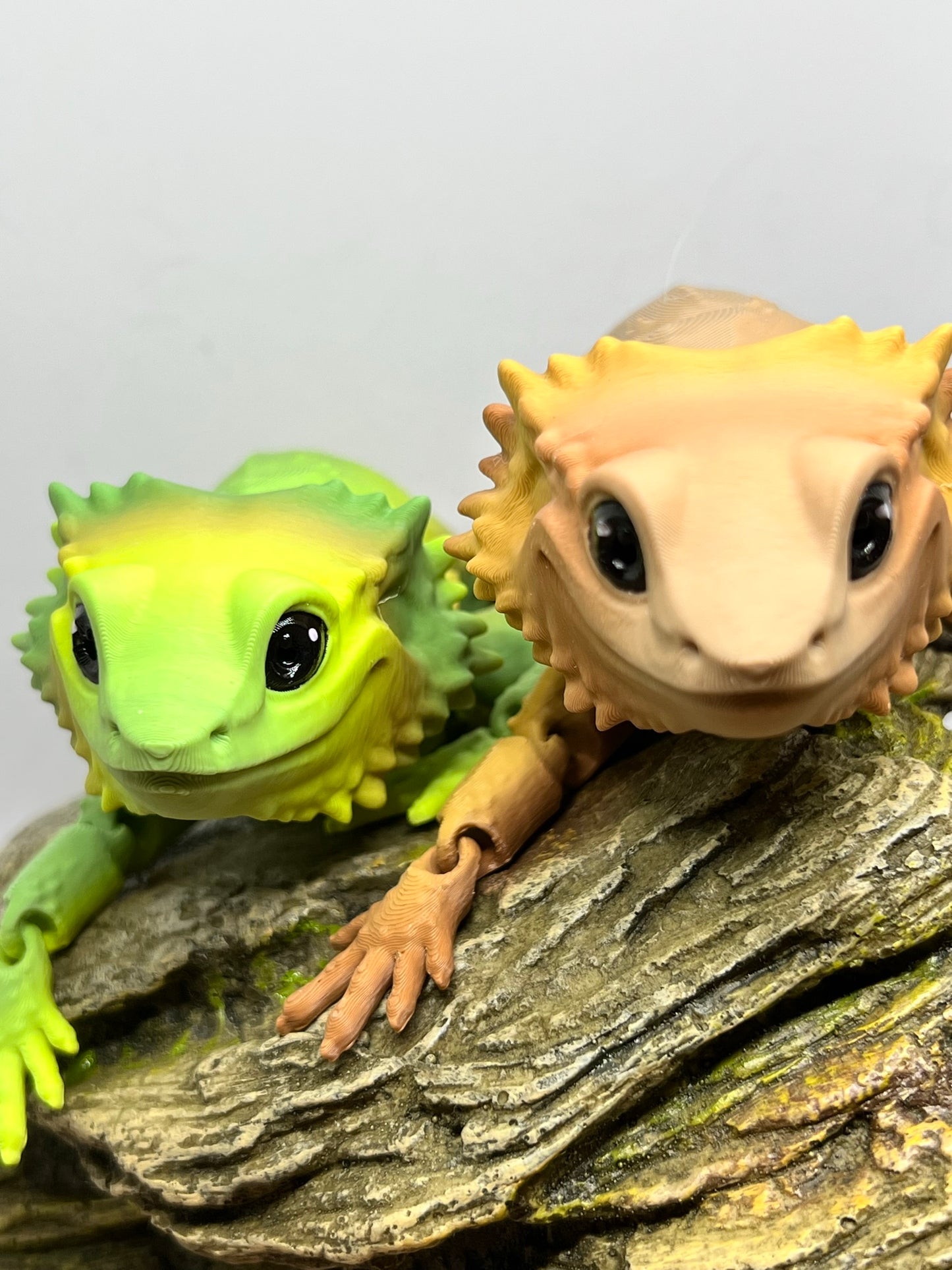Bearded Dragon - Medium