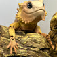 Bearded Dragon - Medium