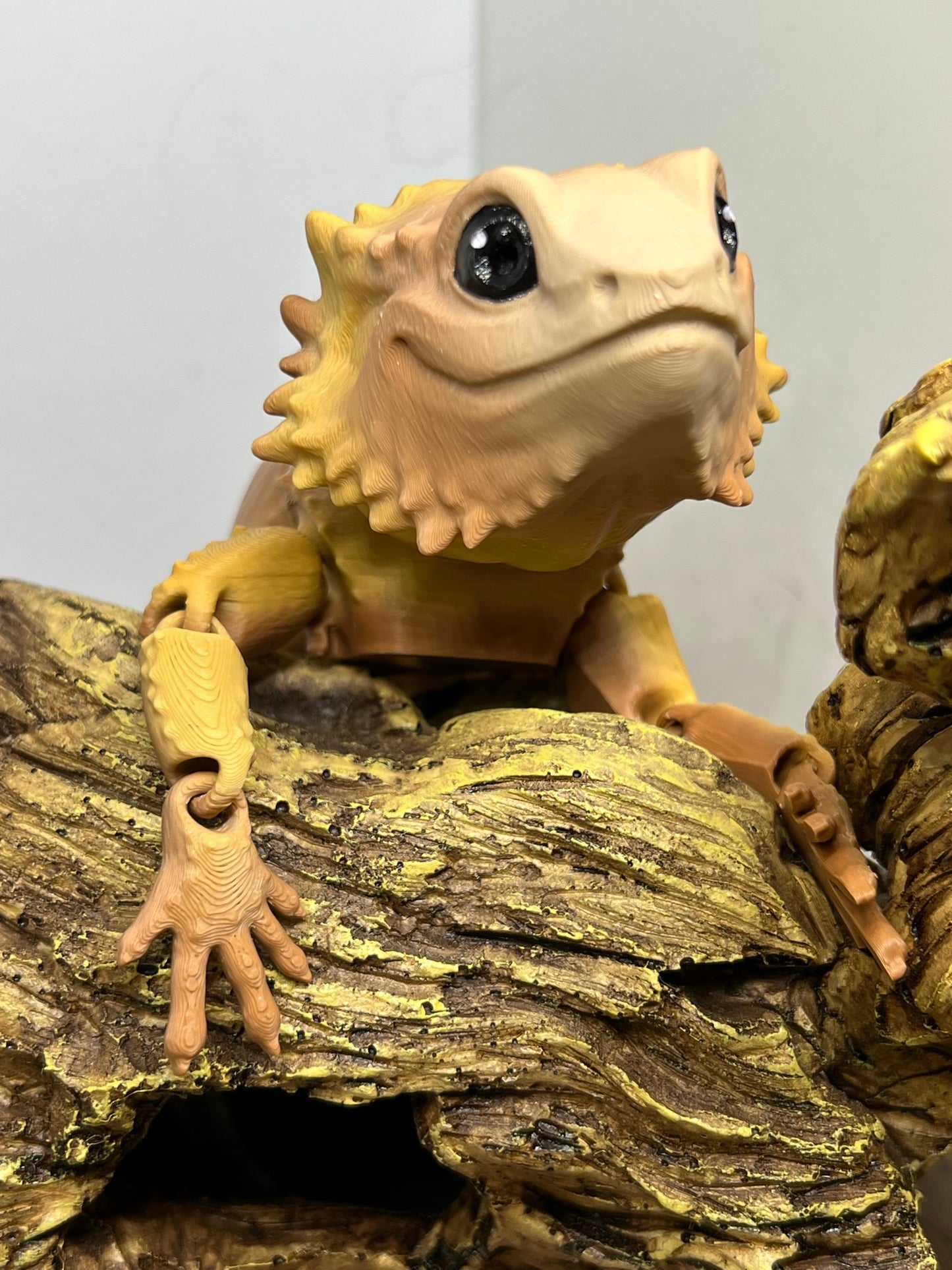 Bearded Dragon - Medium
