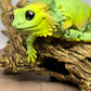 Bearded Dragon - Medium