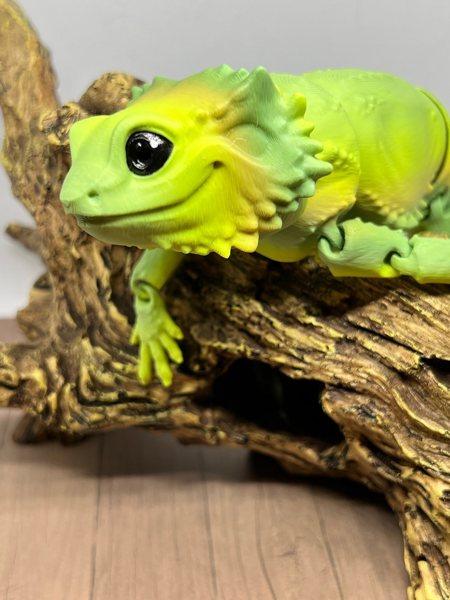 Bearded Dragon - Medium