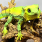 Bearded Dragon - Medium