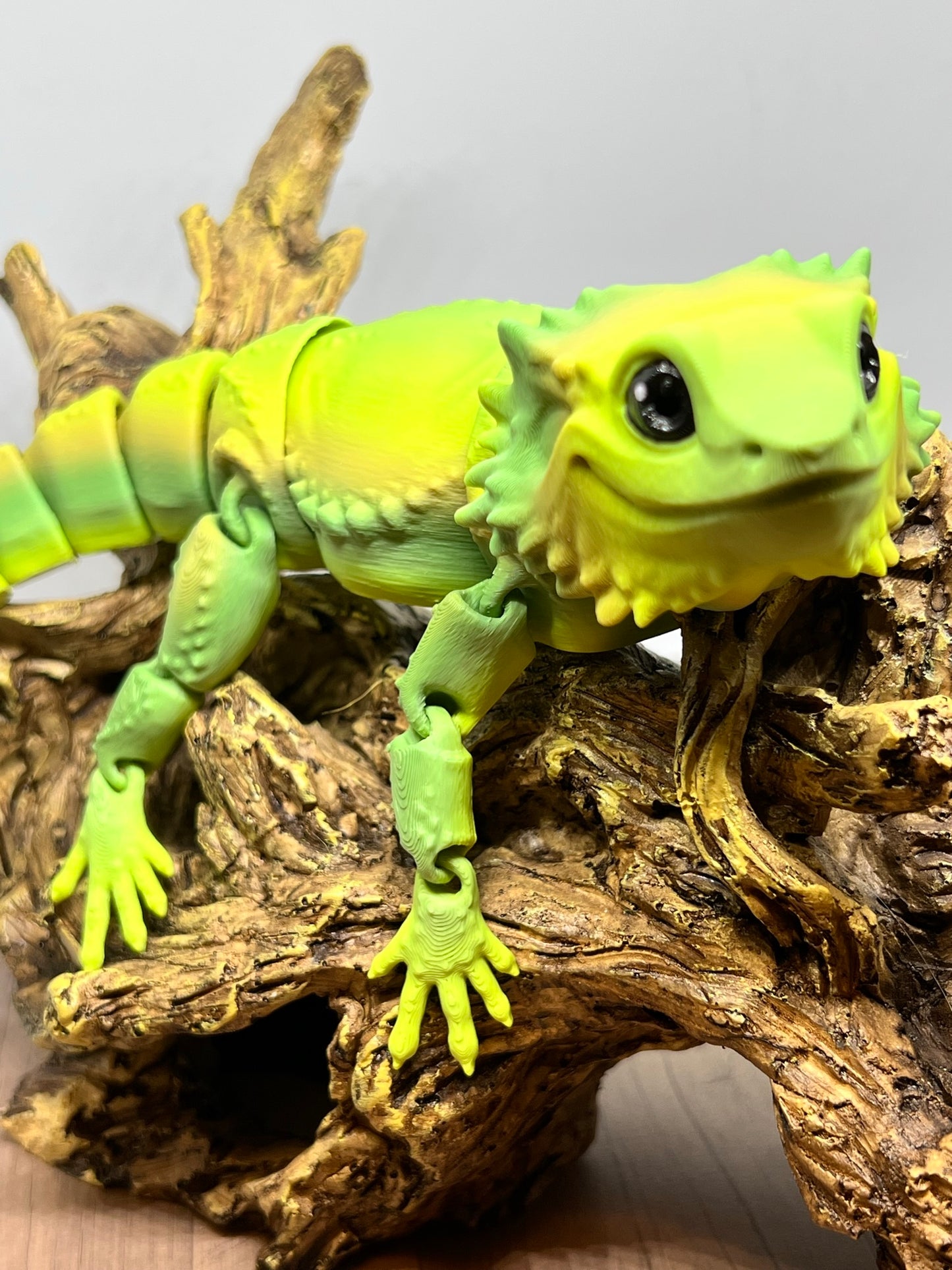 Bearded Dragon - Medium