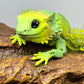 Bearded Dragon - Medium