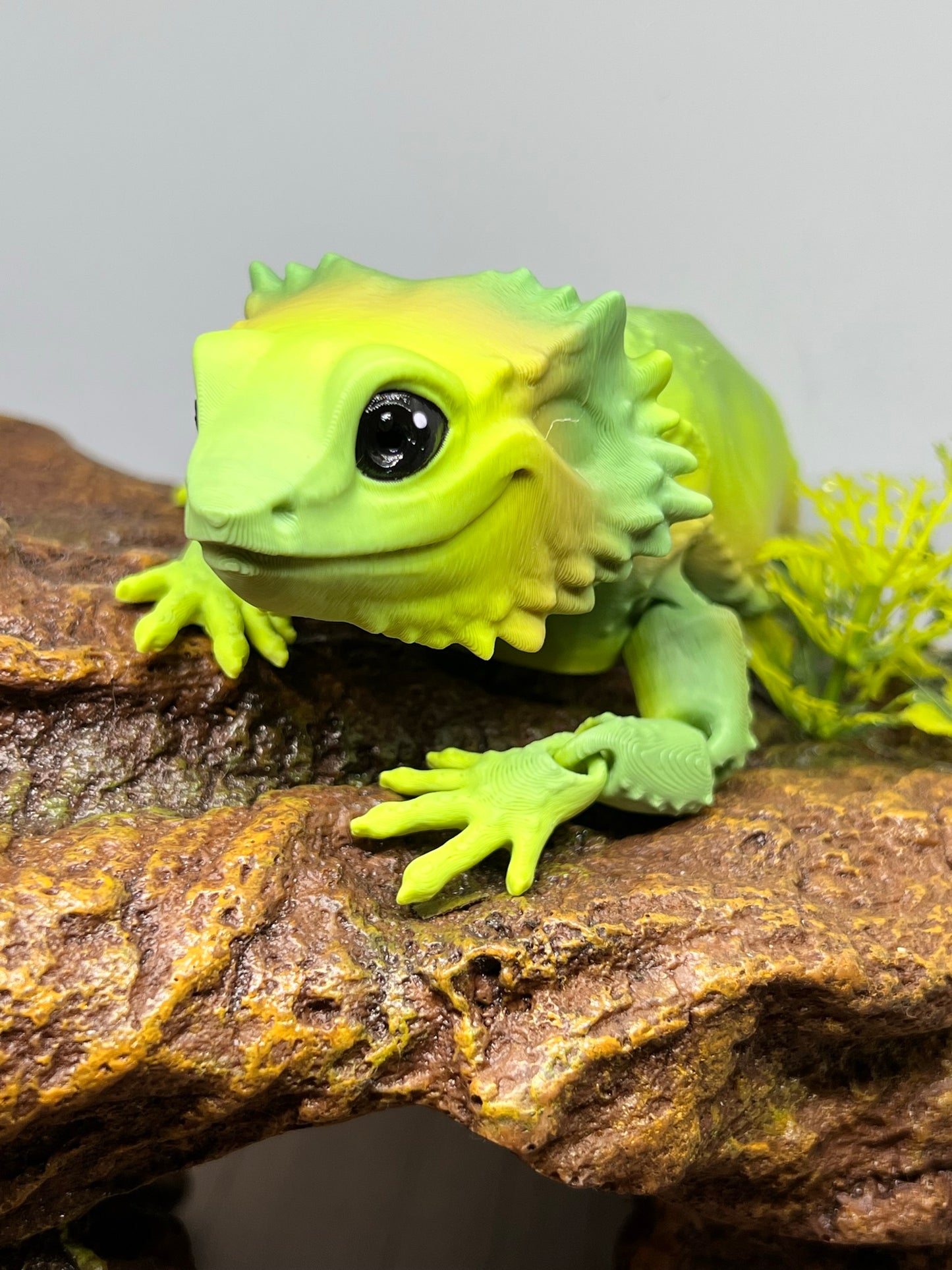 Bearded Dragon - Medium
