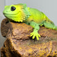 Bearded Dragon - Medium