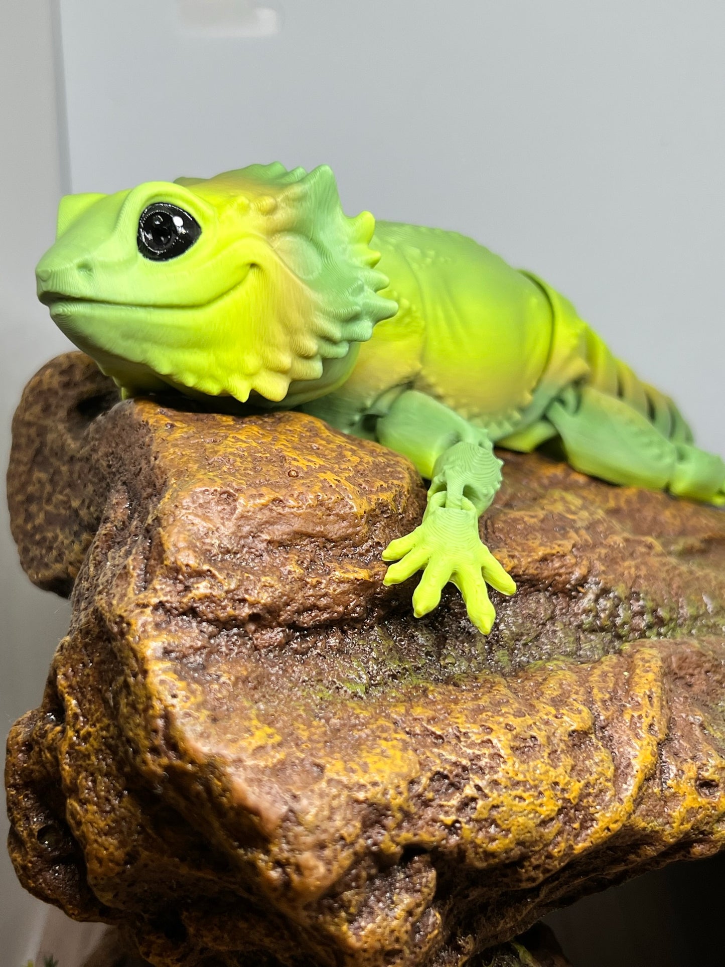 Bearded Dragon - Medium