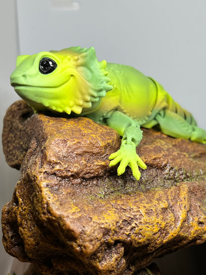 Bearded Dragon - Medium