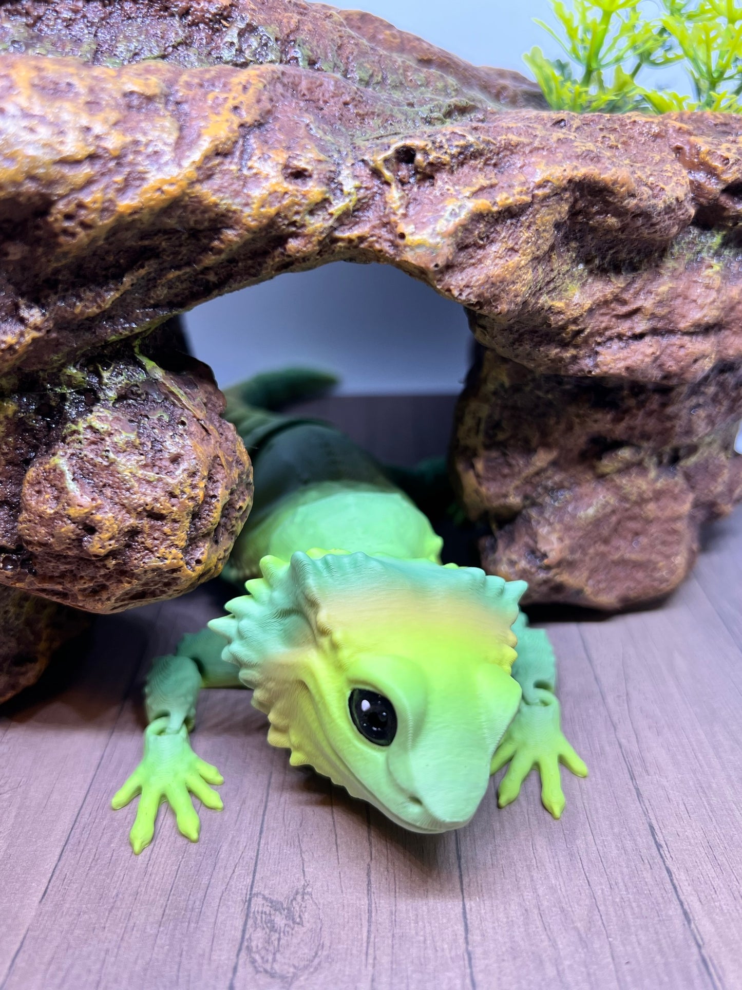 Bearded Dragon - Medium