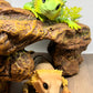 Bearded Dragon - Medium