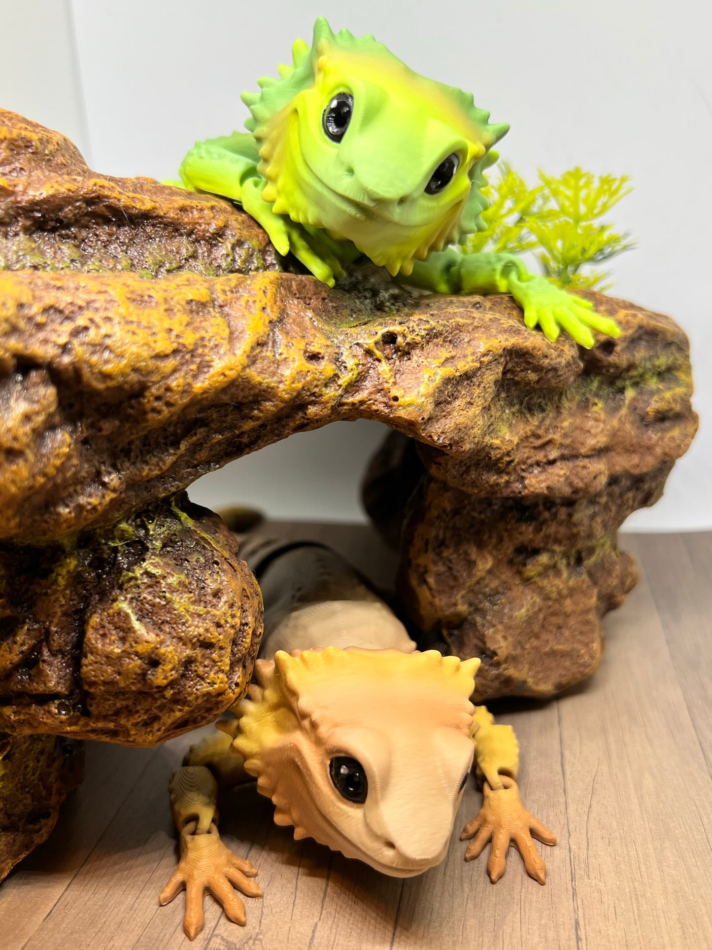 Bearded Dragon - Medium