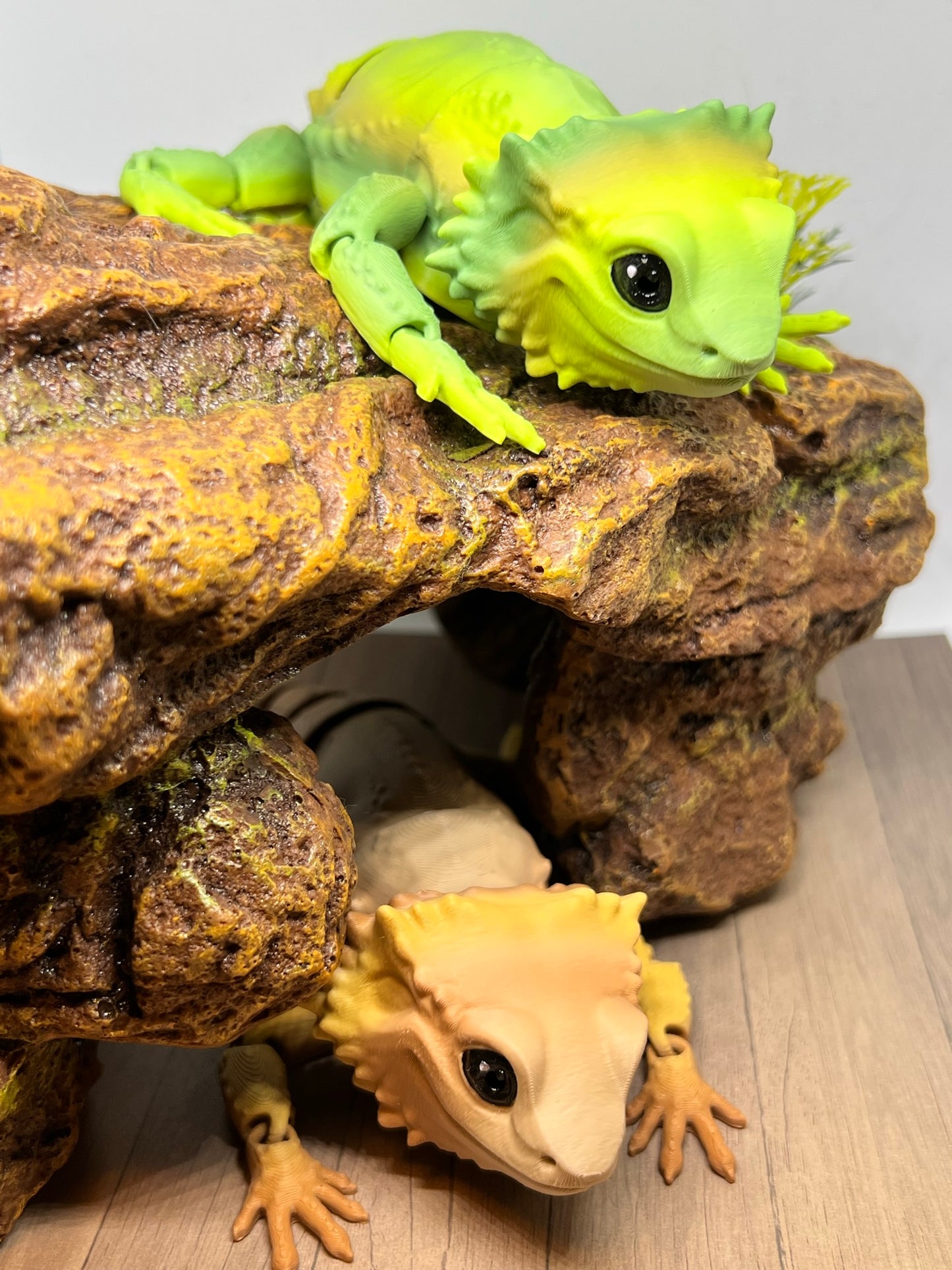 Bearded Dragon - Medium